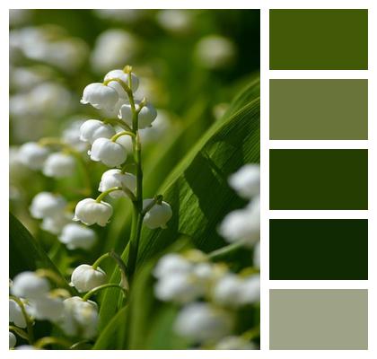 Flower Lily Of The Valley Plant Image